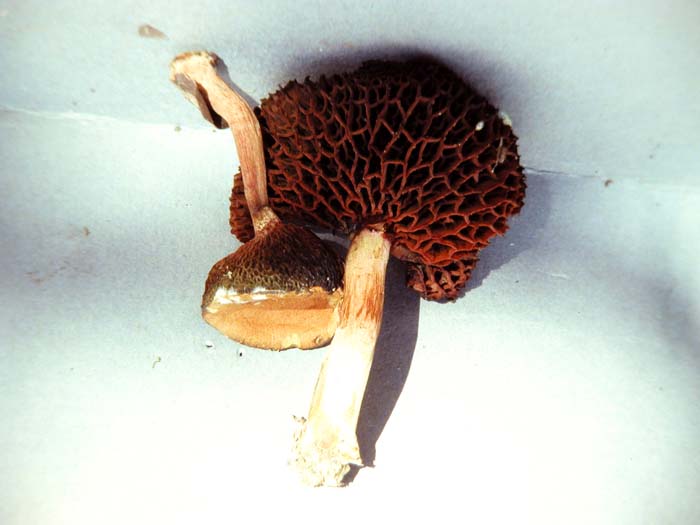 Chalciporus persicinus